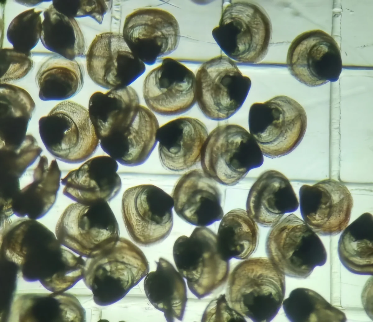 Very Young Oyster Spat